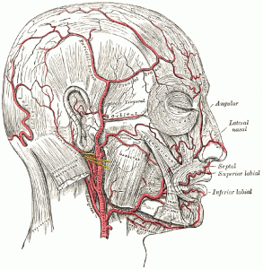 Vascular anatomy of temporal fpssa