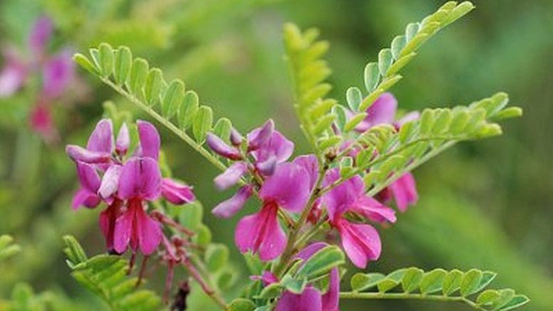 Indigo Naturalis for Psoriasis